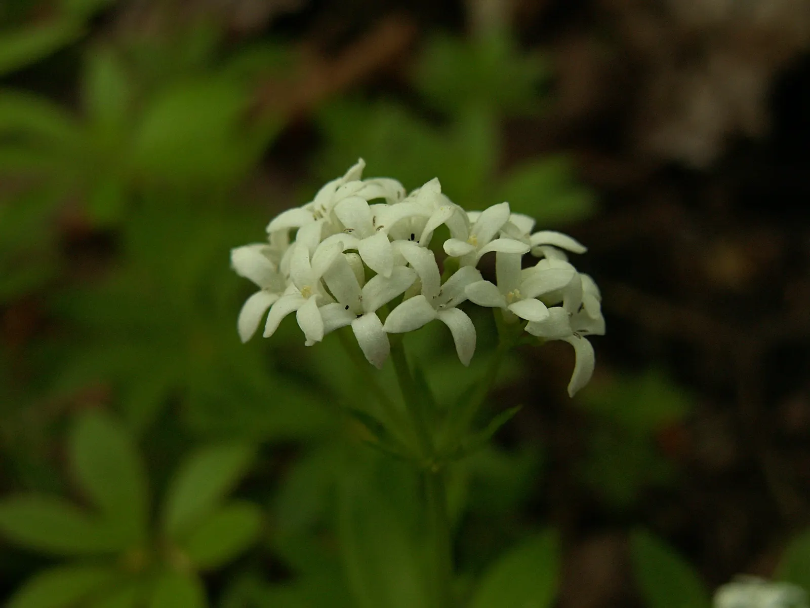 Sweet Woodruff (Galium Odoratum) — making it an excellent ground cover option.<br><br>Characterized by its whorled leaves and star-like, image 72