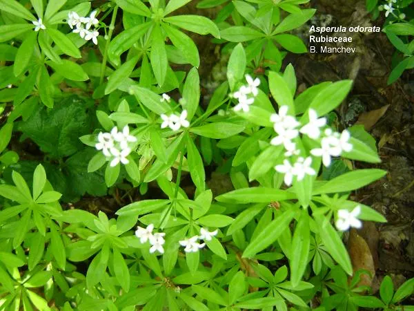 Sweet Woodruff (Galium Odoratum) — making it an excellent ground cover option.<br><br>Characterized by its whorled leaves and star-like; scientifically known