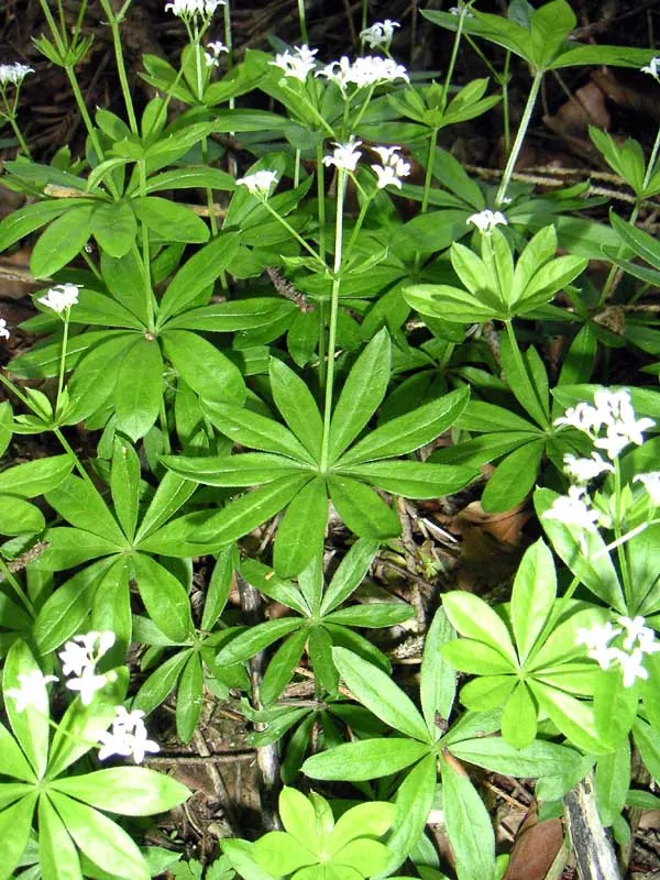 Sweet Woodruff (Galium Odoratum) — ground cover with white blooms