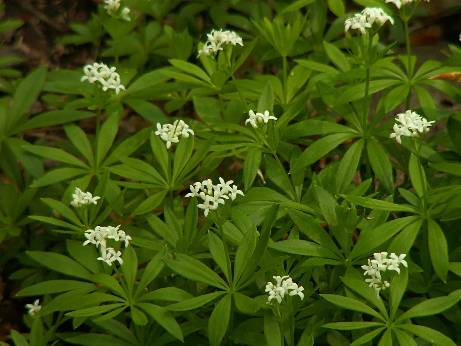 Sweet Woodruff (Galium Odoratum) — indicating a wide range of climate adaptability; sweet Woodruff fills the air with a fresh