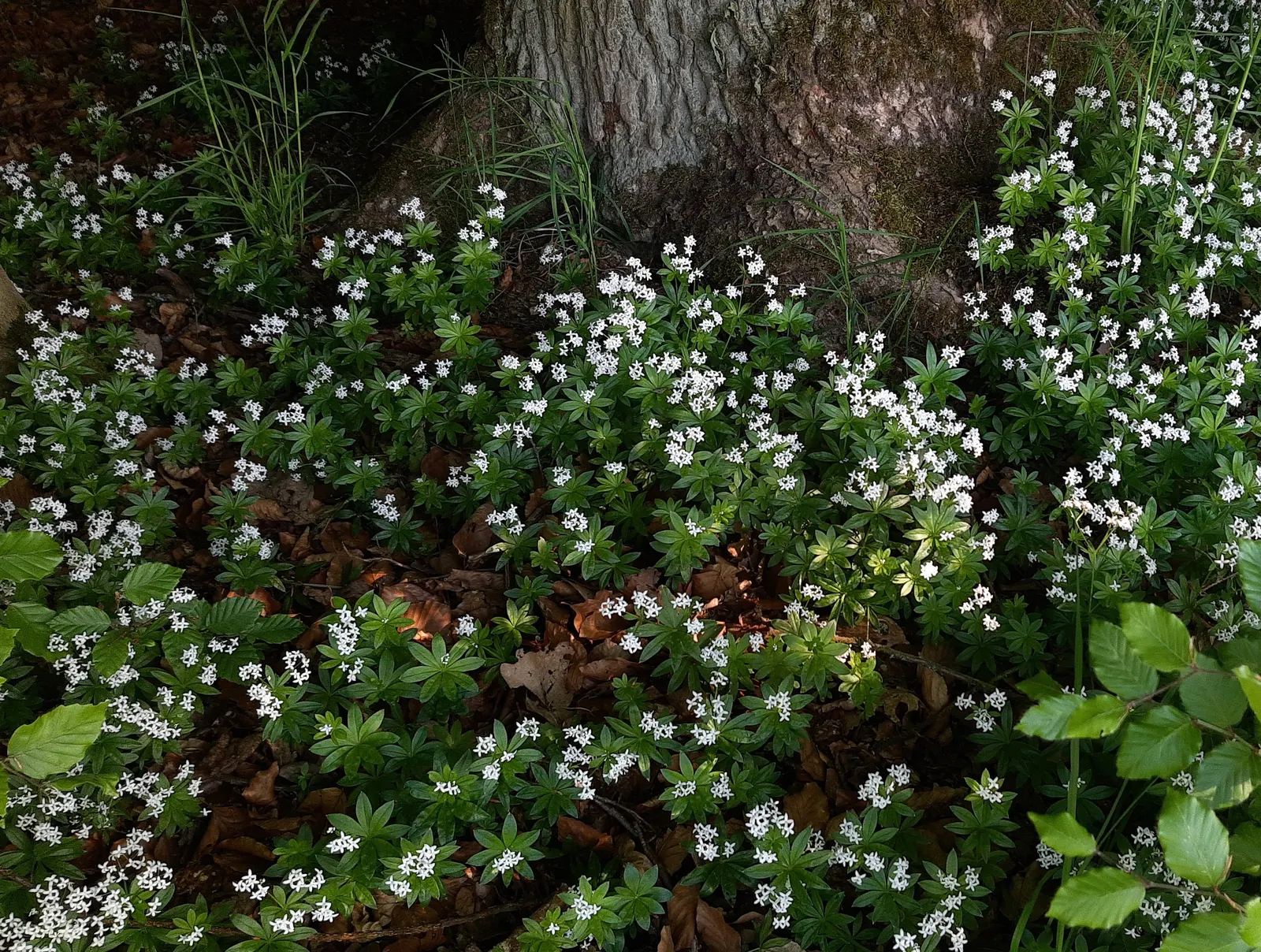 Sweet Woodruff (Galium Odoratum) — The foliage exudes a fresh, hay-like scent when crushed, enhancing garden sensory appeal; especially when the, image 65