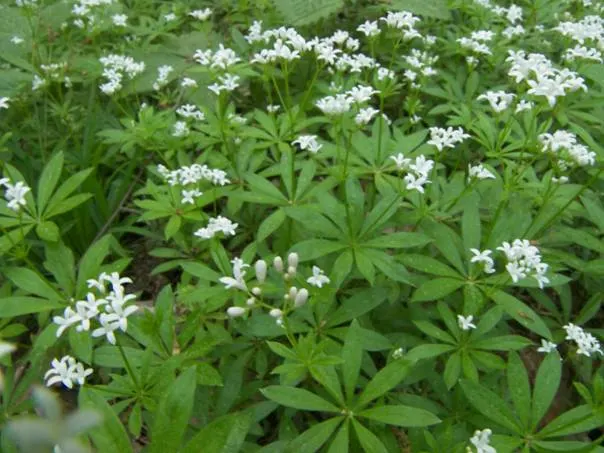 Sweet Woodruff (Galium Odoratum) — When designing with Galium odoratum; it requires consistent moisture, image 82