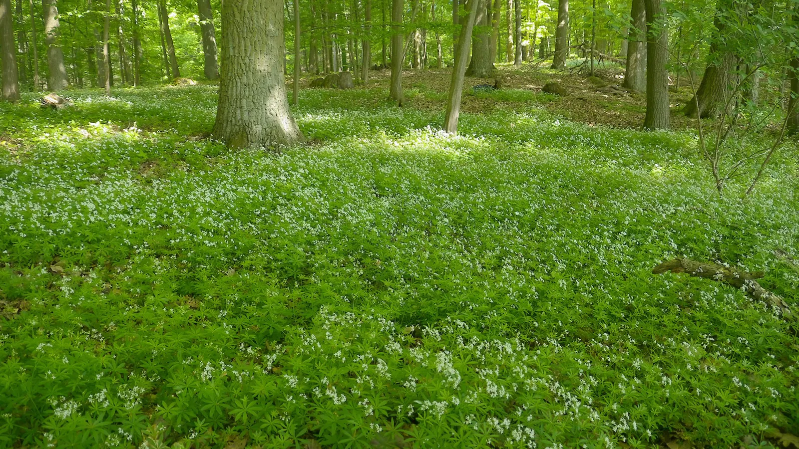 Sweet Woodruff (Galium Odoratum) — star-shaped white flowers in spring