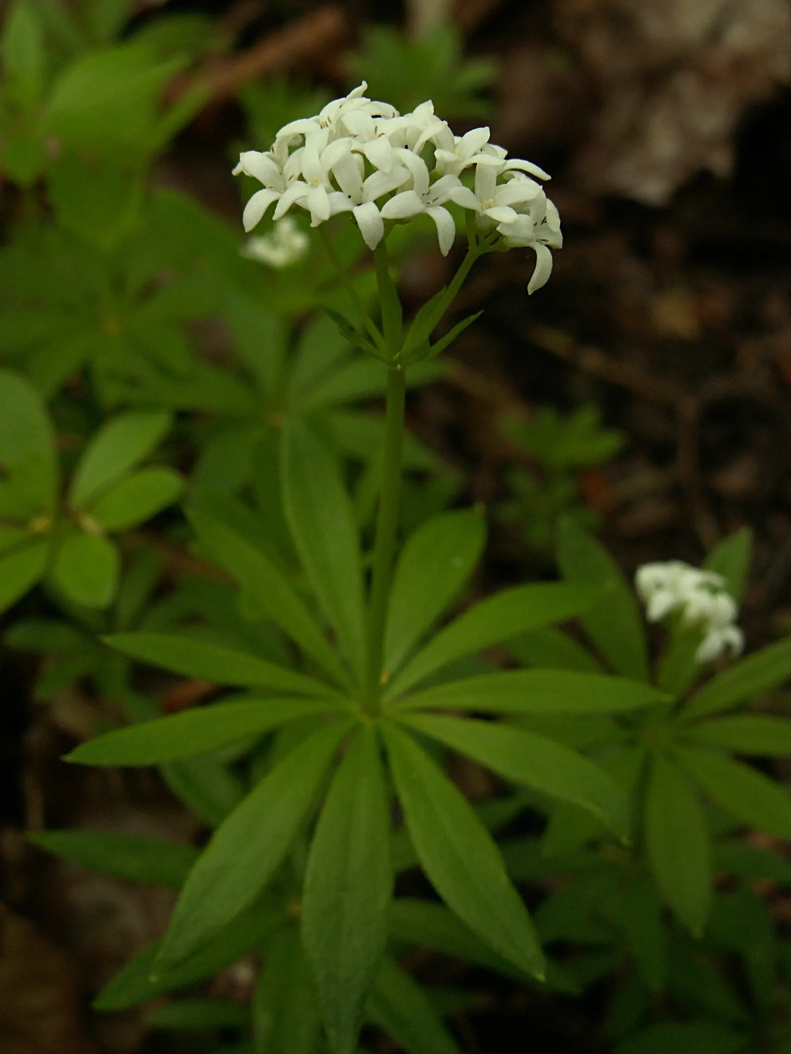 Sweet Woodruff (Galium Odoratum) — this easy-to-grow plant prefers moist; star-shaped white flowers in spring