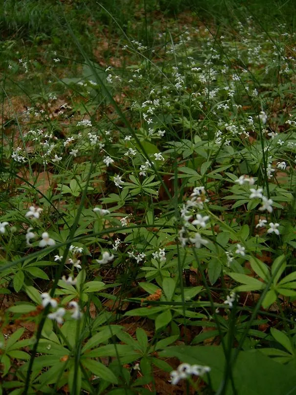 Sweet Woodruff (Galium Odoratum) — well-drained soil and spreads to around 12-18 inches; this charming plant thrives under USDA Hardiness Zones 4, image 64
