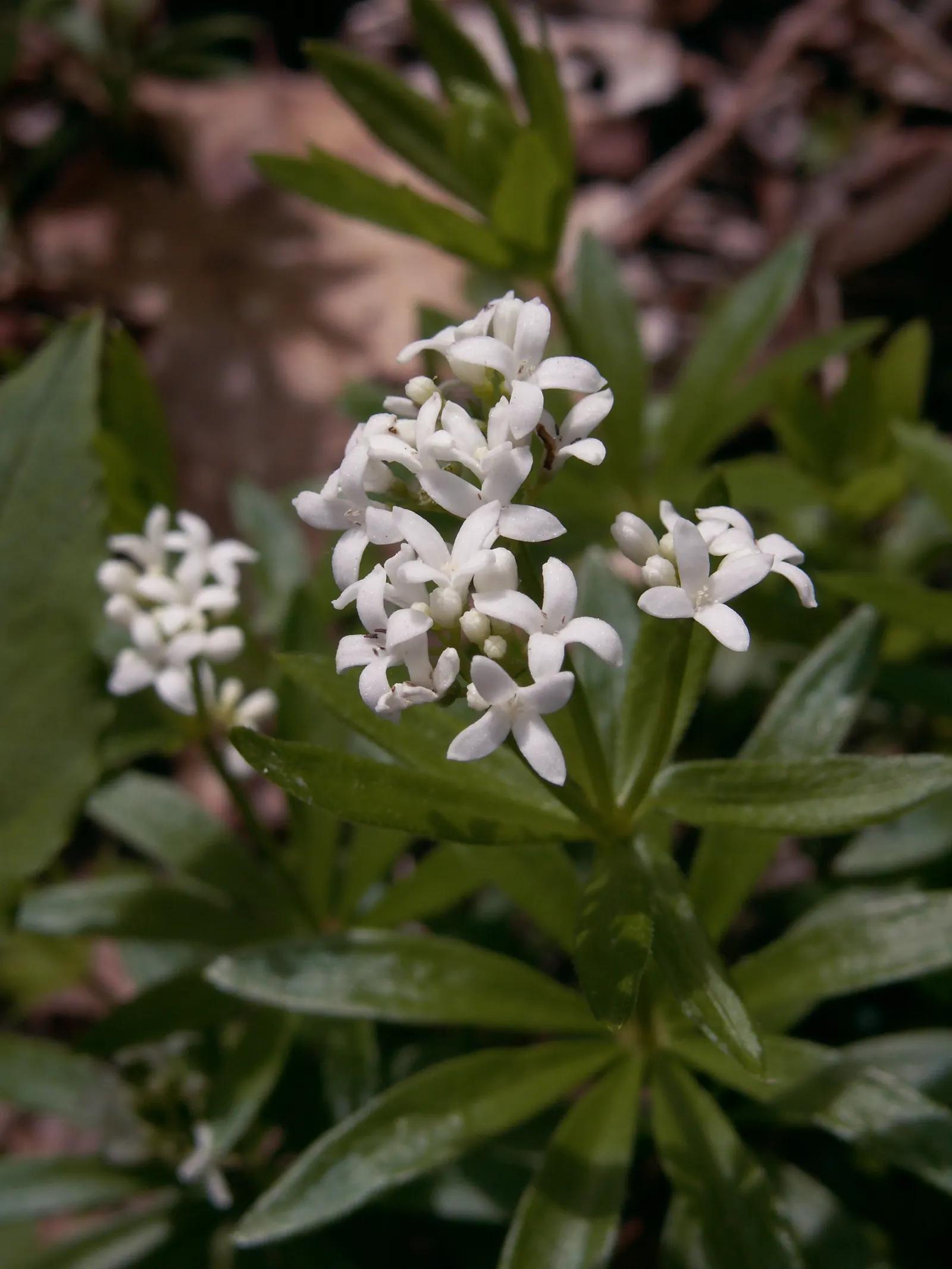 Sweet Woodruff (Galium Odoratum) — with a spread of about 12 to 18 inches