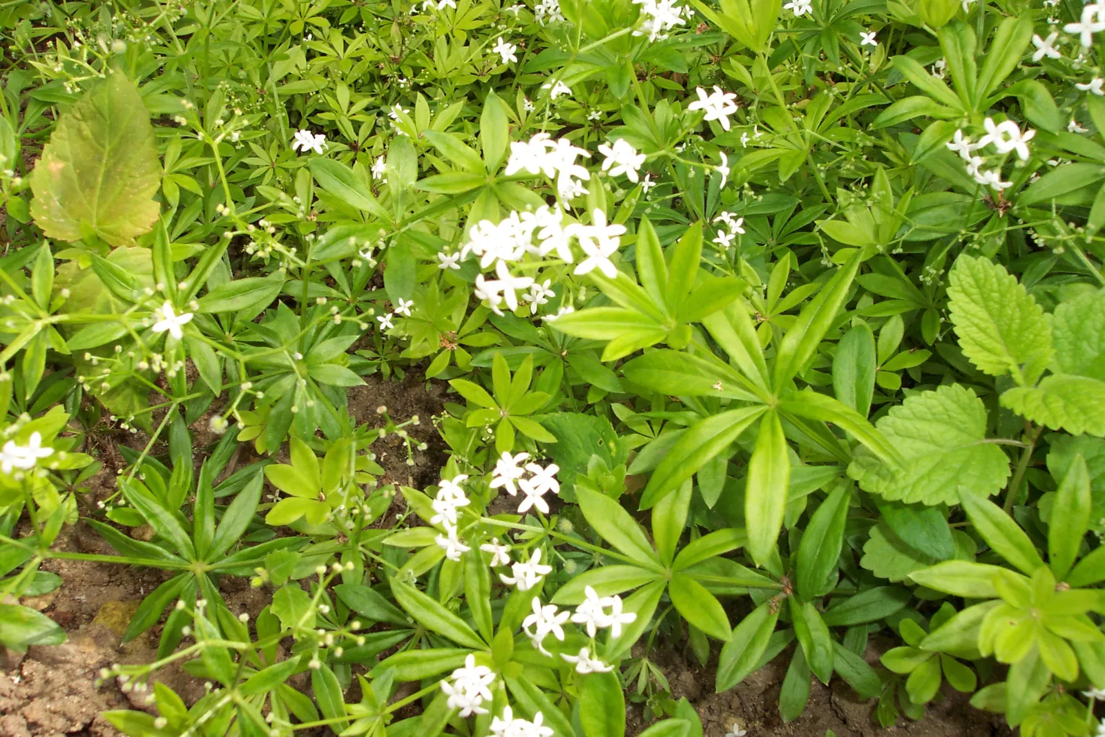Sweet Woodruff (Galium Odoratum) — Sweet Woodruff typically reaches a modest height of 8 to 12 inches