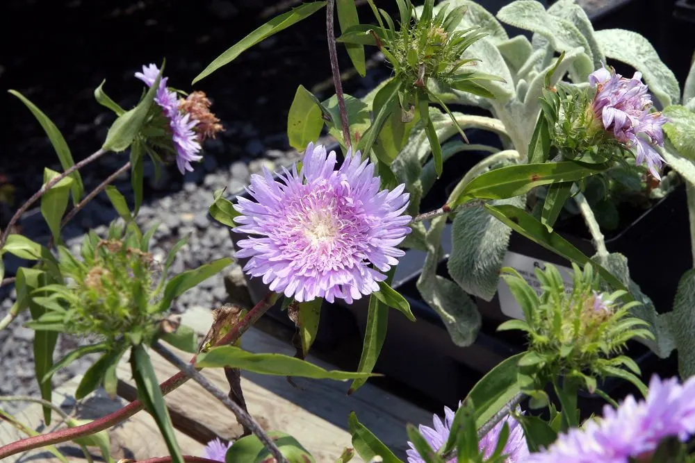 Blue Danube Stokes Aster (Stokesia Laevis 'Blue Danube') — is a vibrant and attractive herbaceous perennial that adds a splash of color to any landscape
