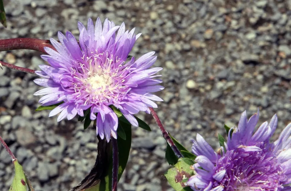 Blue Danube Stokes Aster (Stokesia Laevis 'Blue Danube') — scientifically named Stokesia laevis 'Blue Danube'