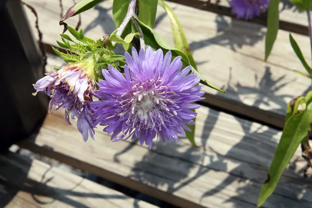 Blue Danube Stokes Aster (Stokesia Laevis 'Blue Danube') — they bloom profusely in summer