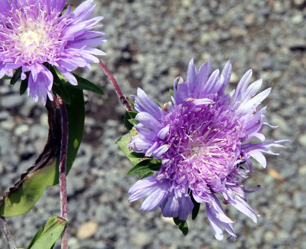 Blue Danube Stokes Aster (Stokesia Laevis 'Blue Danube') — deep blue flowers spanning 3 to 4 inches across
