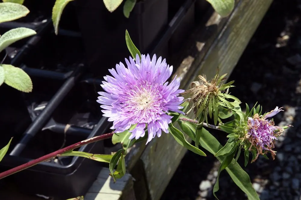 Blue Danube Stokes Aster (Stokesia Laevis 'Blue Danube') — offering a striking contrast to their lush
