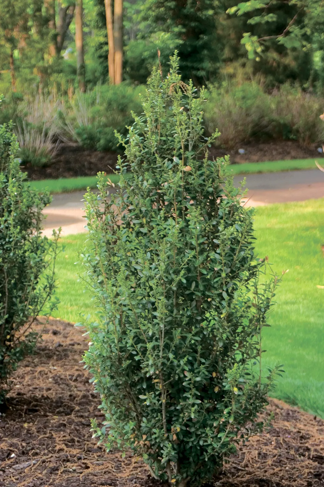 Sky Box® Japanese Holly (Ilex crenata) — Showy evergreen architecture for your garden
