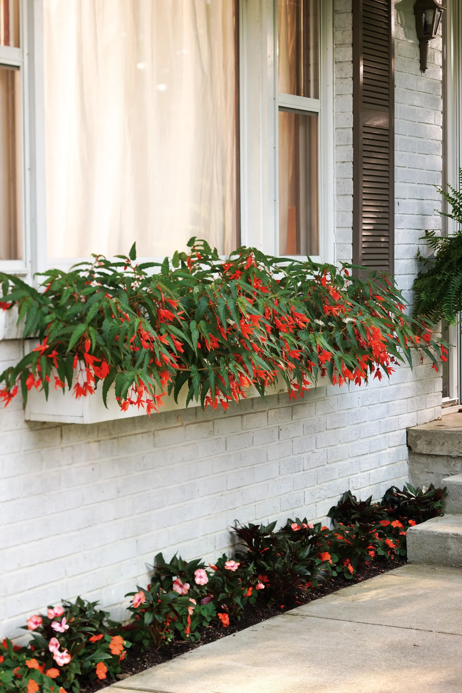Sky Box® Japanese Holly (Ilex crenata) — Add some architecture to your garden or decorative container with this narrow