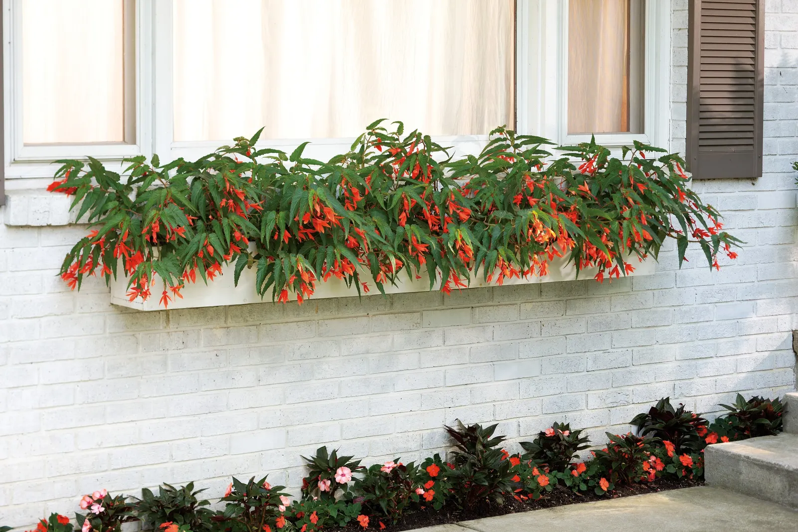 Sky Box® Japanese Holly (Ilex crenata) — Proven Winners - Sky Box® - Japanese Holly - Ilex crenata white plant details, information and resources
