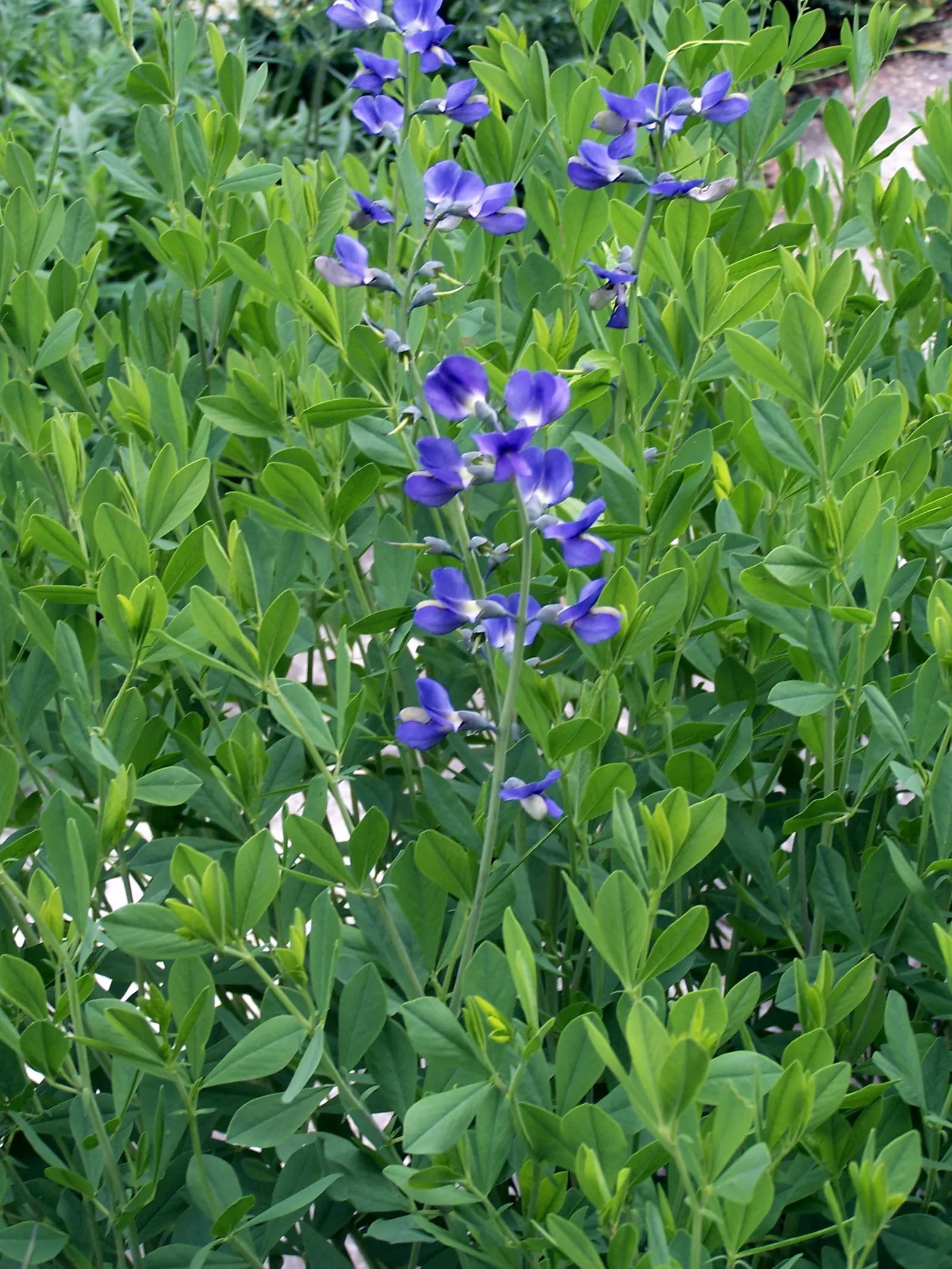 Yellow Wild Indigo (Baptisia Tinctoria) — the plant's ornamental value continues with interesting
