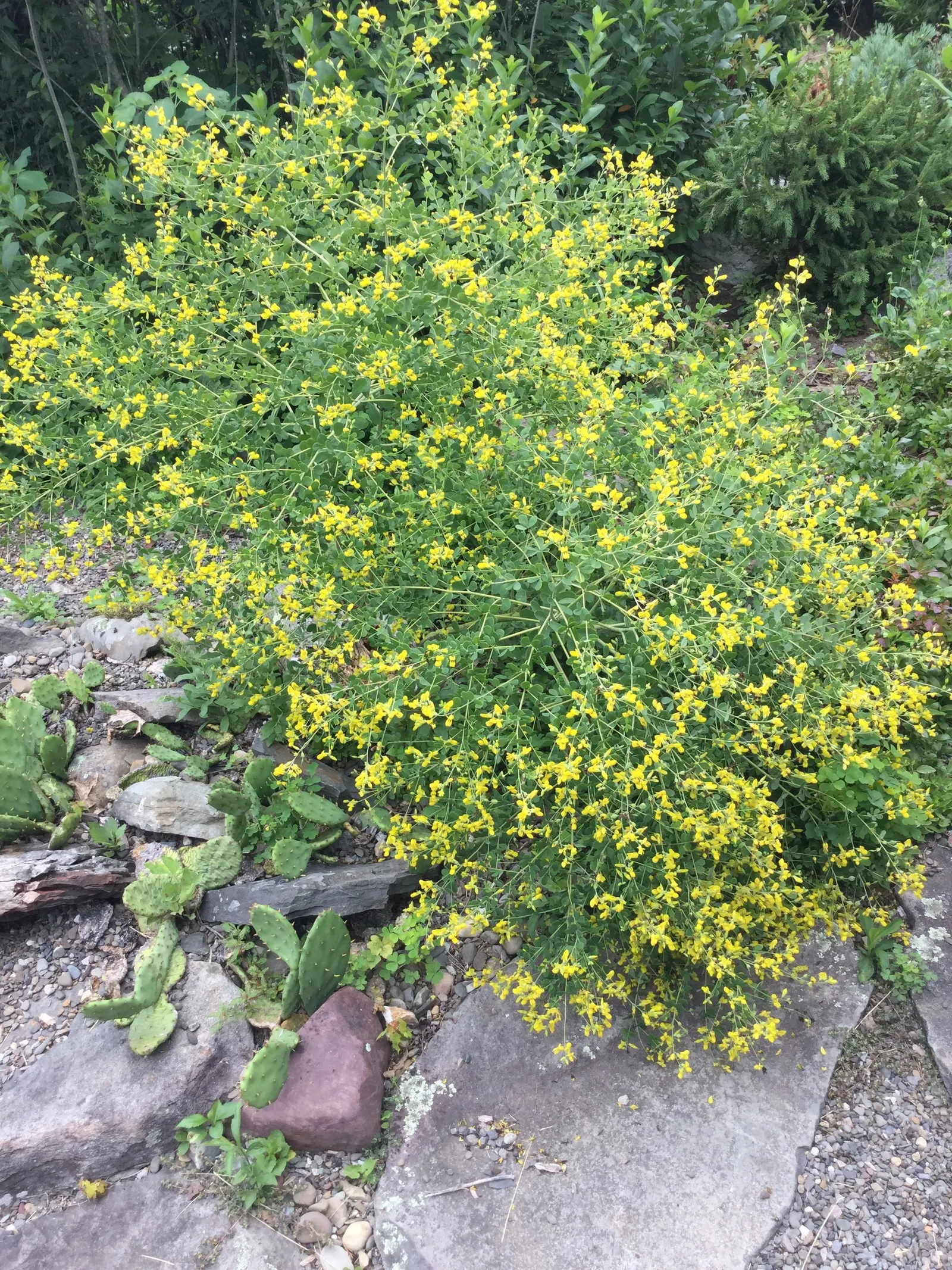 Yellow Wild Indigo (Baptisia Tinctoria) — a native perennial to the Eastern United States