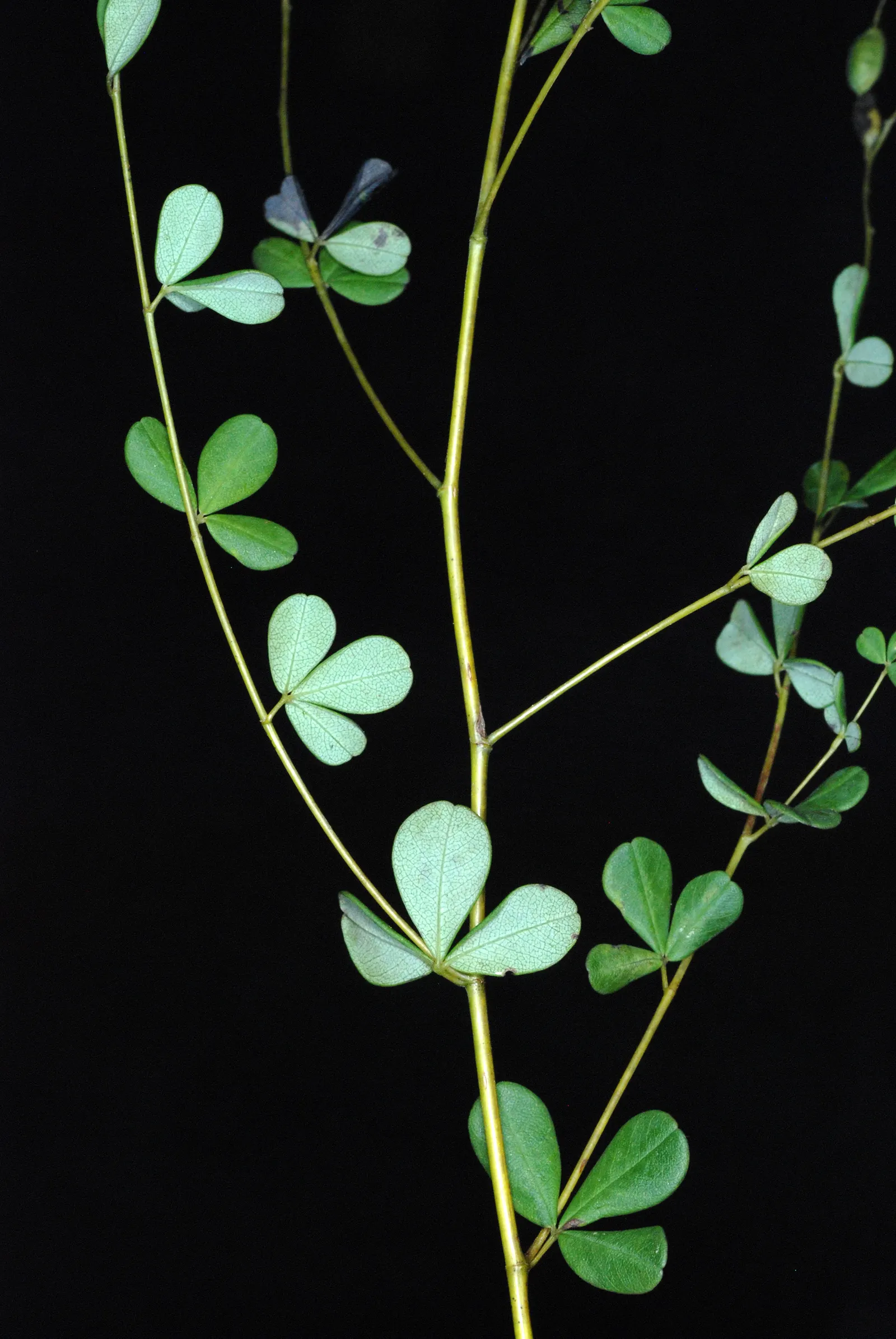 Yellow Wild Indigo (Baptisia Tinctoria) — This hardy plant typically reaches 2 to 3 feet in height with a similar spread