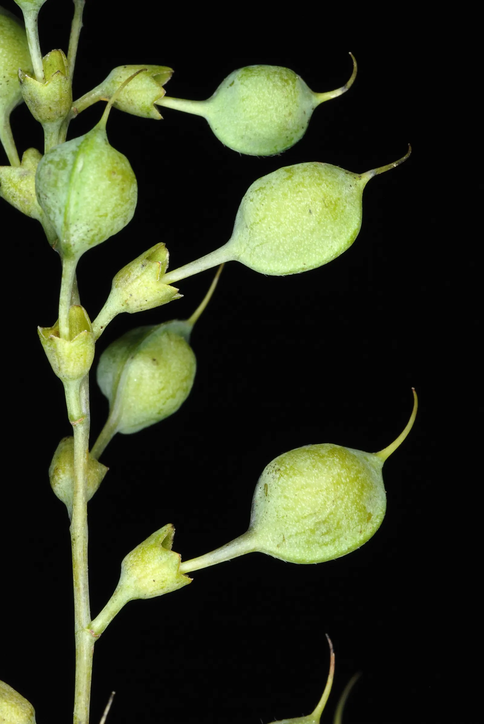 Yellow Wild Indigo (Baptisia Tinctoria) — offers both aesthetic appeal and durability for various landscape designs