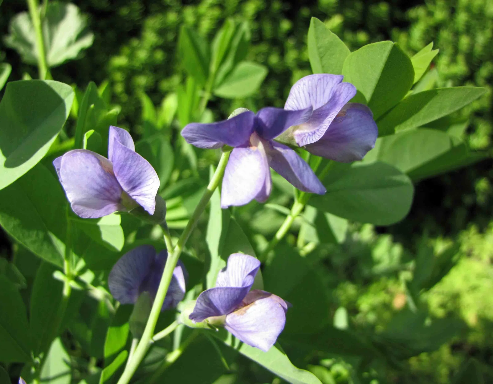 Yellow Wild Indigo (Baptisia Tinctoria) — somewhat shrubby presence in the garden