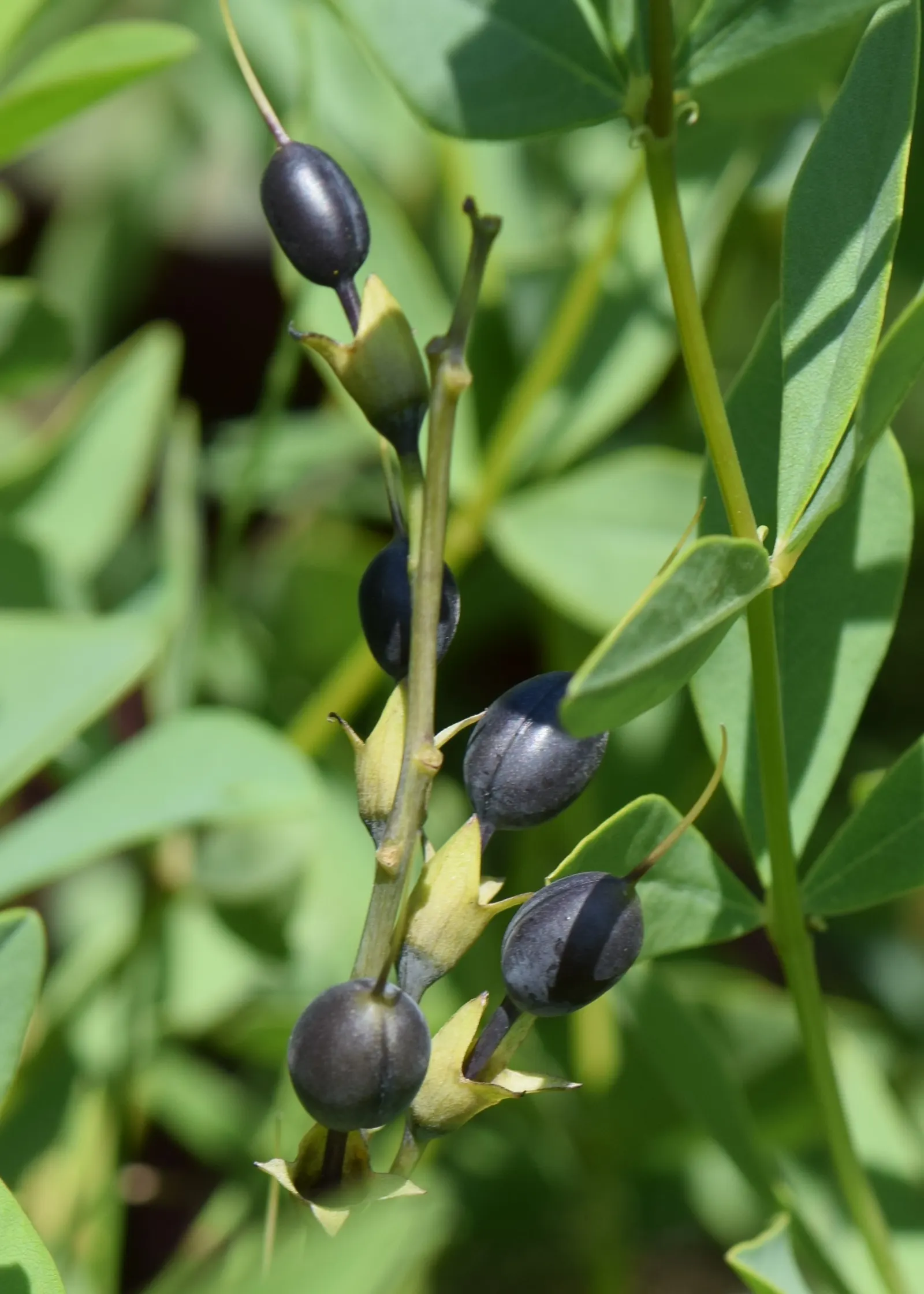 Yellow Wild Indigo (Baptisia Tinctoria) — It boasts gray-green foliage, adding textural contrast