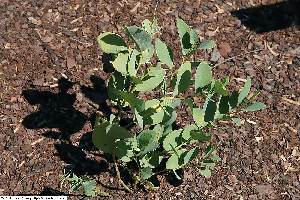 Yellow Wild Indigo (Baptisia Tinctoria) — Ideal for naturalized areas, its seed pods add autumn interest