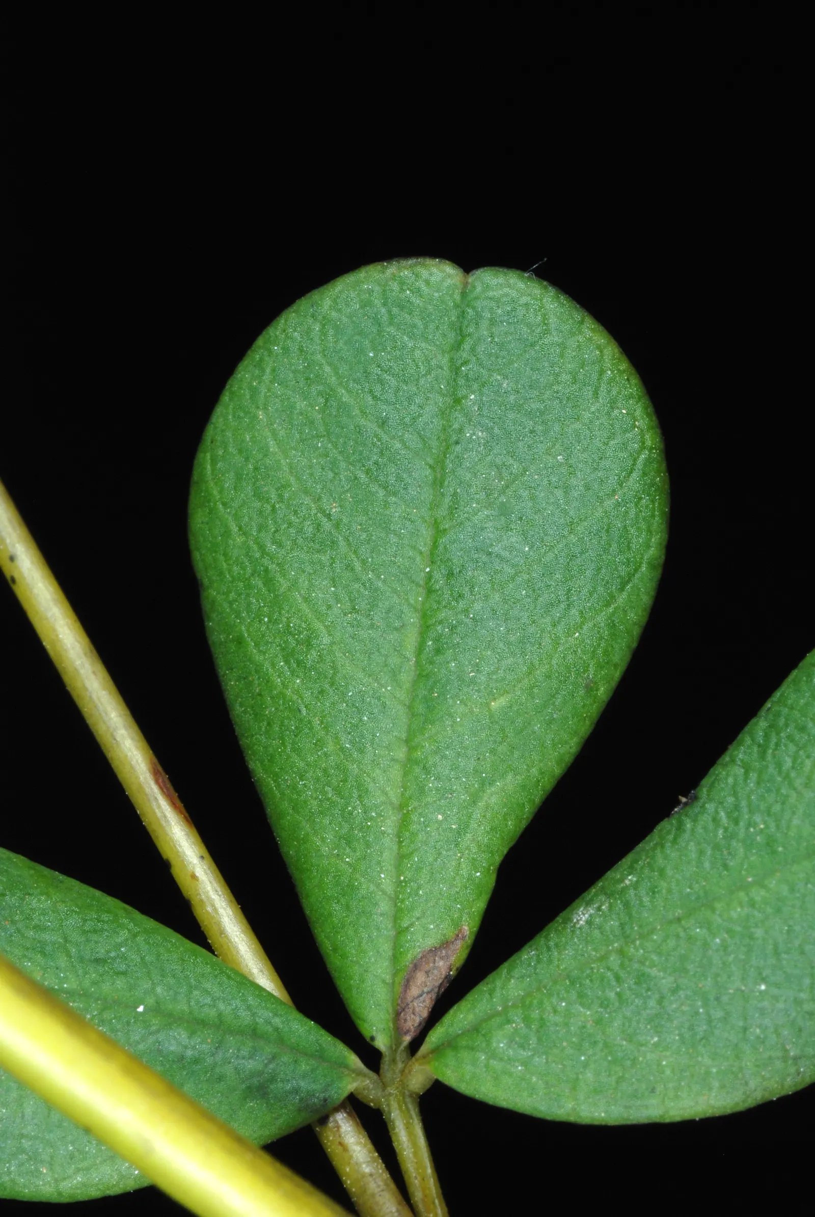 Yellow Wild Indigo (Baptisia Tinctoria) — is a North American native perennial with vibrant yellow