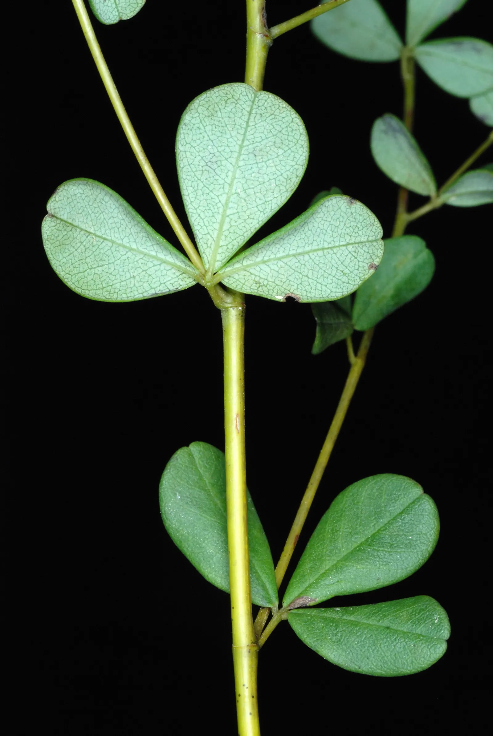 Yellow Wild Indigo (Baptisia Tinctoria) — Yellow Wild Indigo (Baptisia tinctoria)