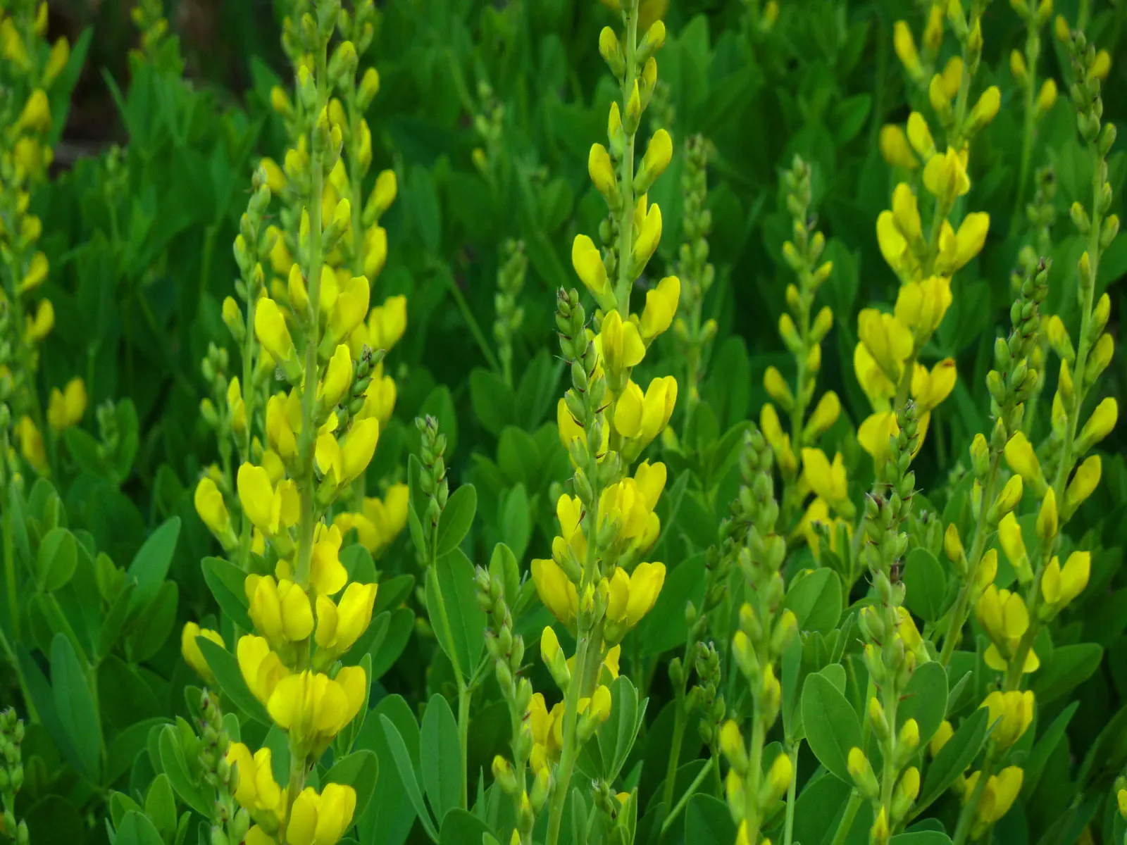 Yellow Wild Indigo (Baptisia Tinctoria) — pea-like flowers in spring