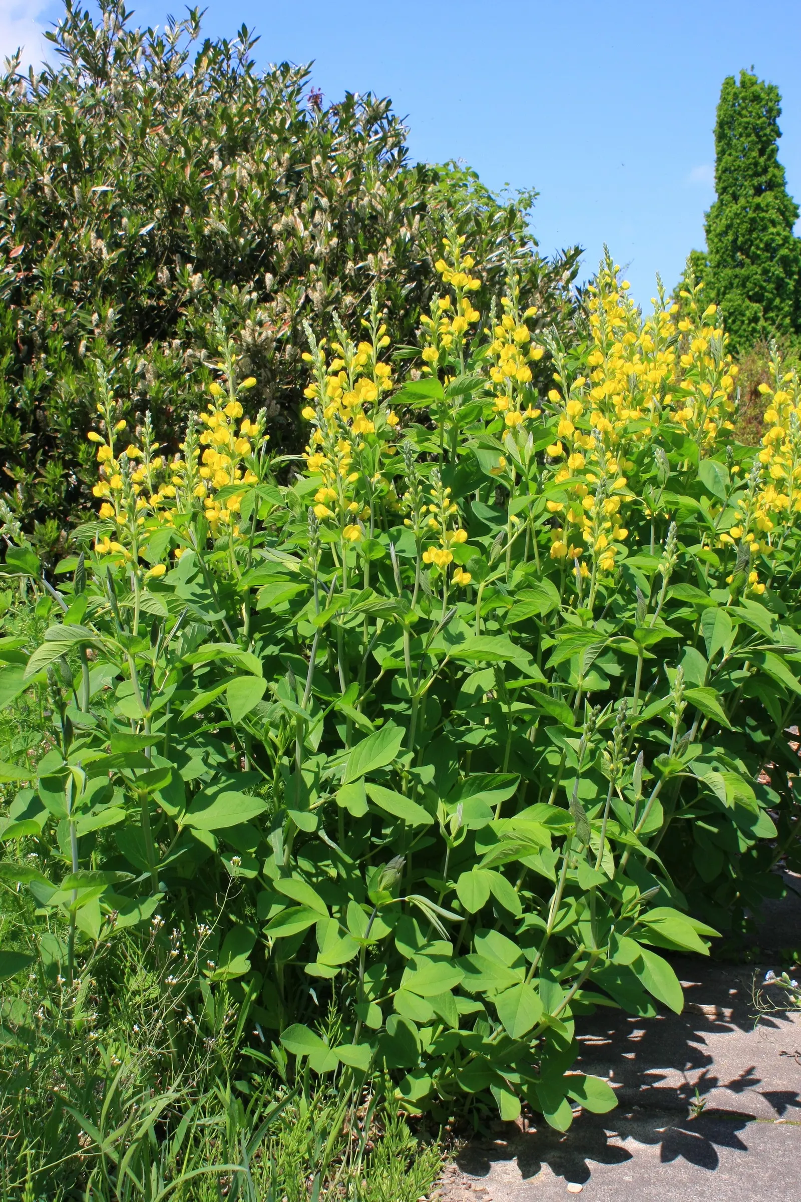 Yellow Wild Indigo (Baptisia Tinctoria) — This drought-resistant plant thrives in full sun to partial shade and well-drained soils