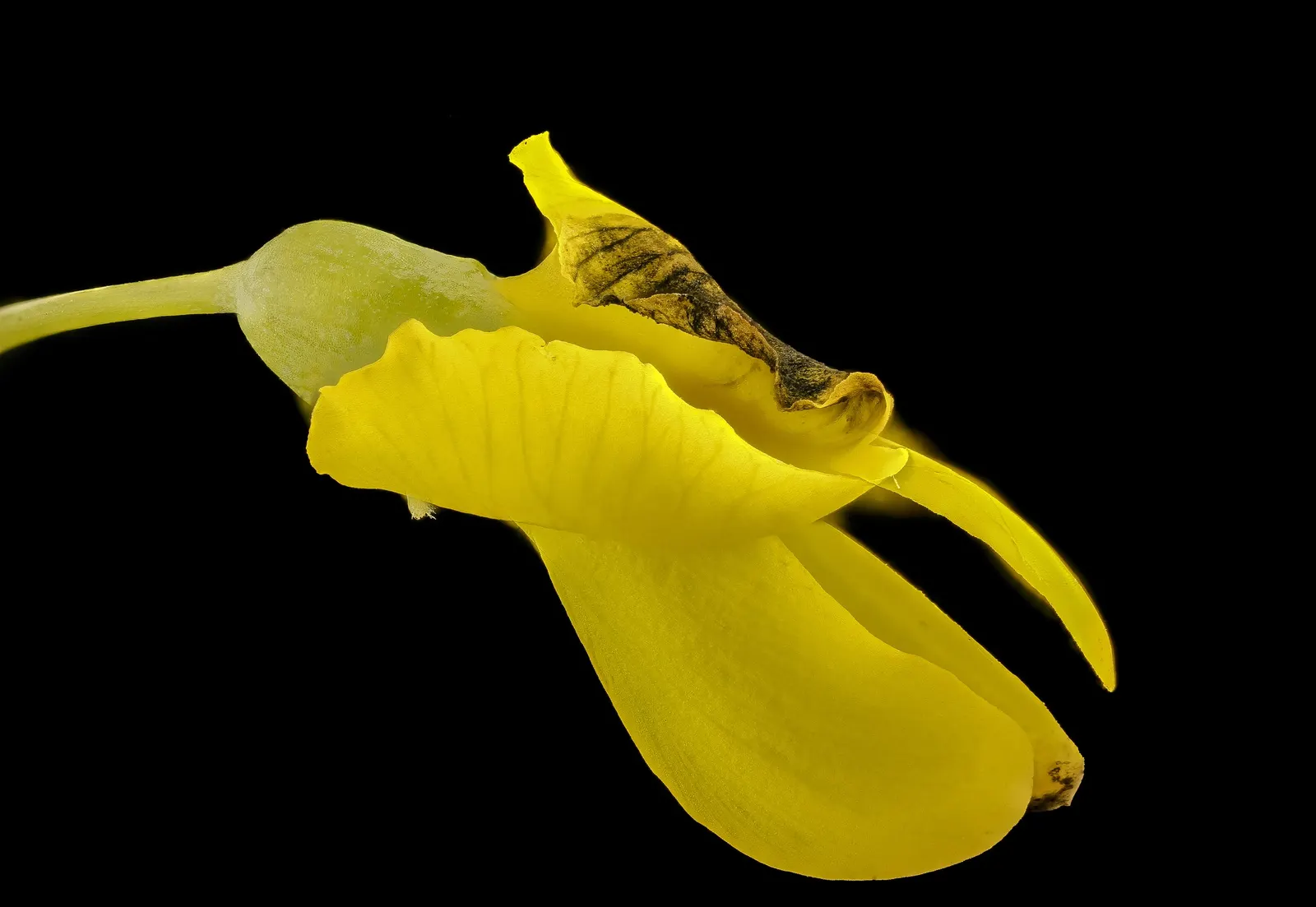Yellow Wild Indigo (Baptisia Tinctoria) — It thrives in full sun to light shade and prefers well-drained soil