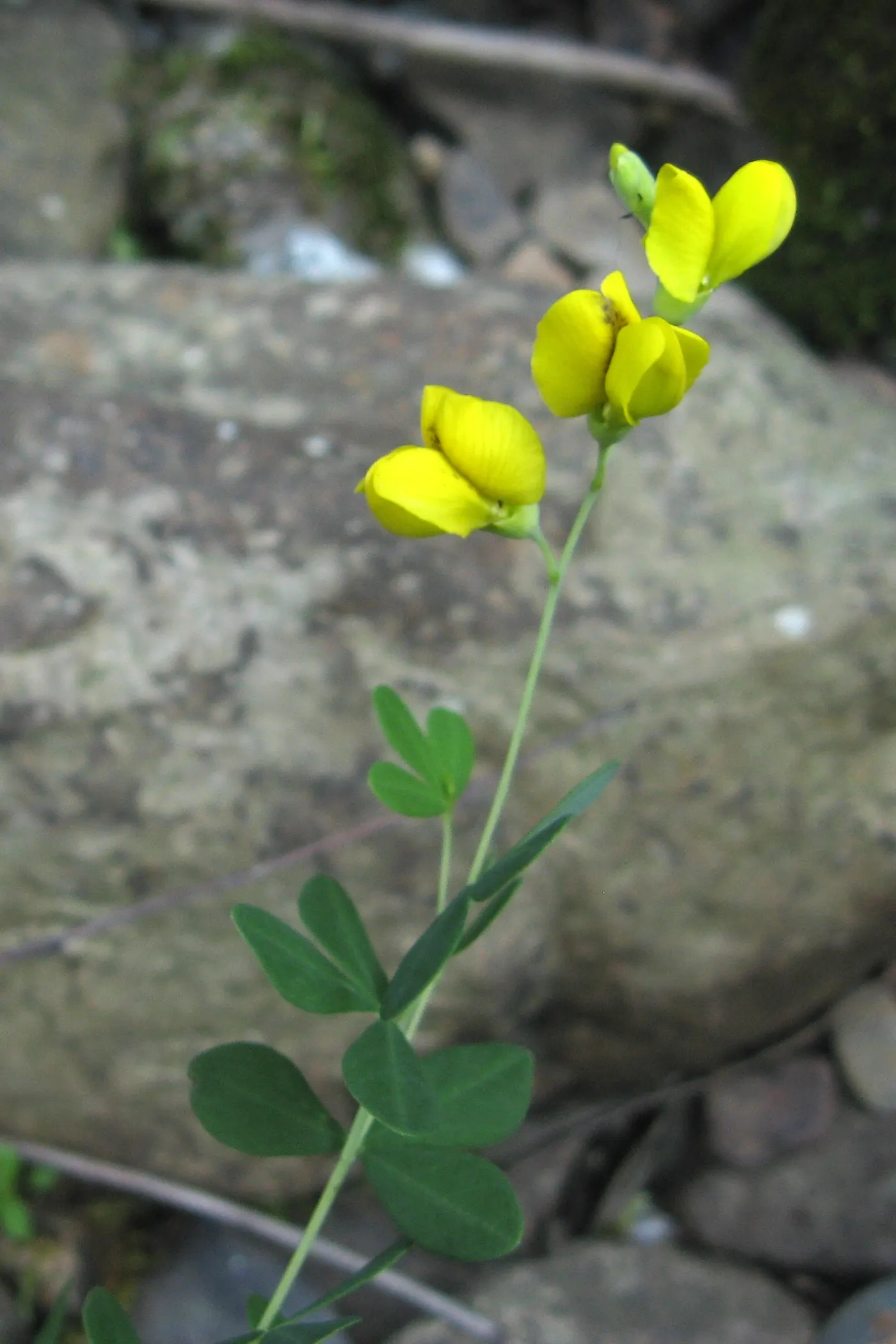 Yellow Wild Indigo (Baptisia Tinctoria) — commonly known as Yellow Wild Indigo
