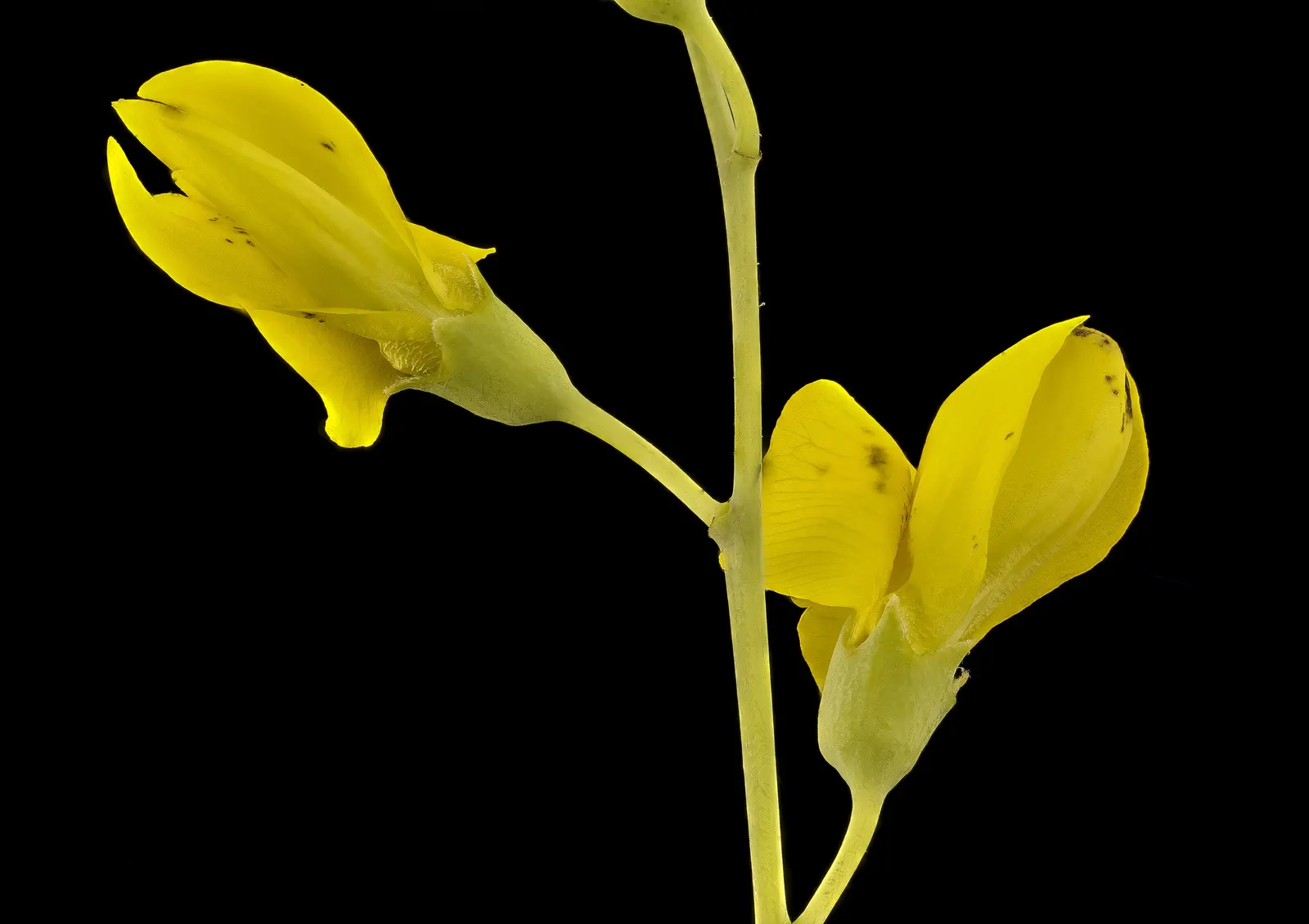Yellow Wild Indigo (Baptisia Tinctoria) — which enriches the soil and supports surrounding plant life