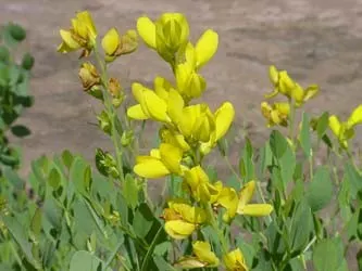Yellow Wild Indigo (Baptisia Tinctoria) — bright yellow flowers bloom in late spring to early summer
