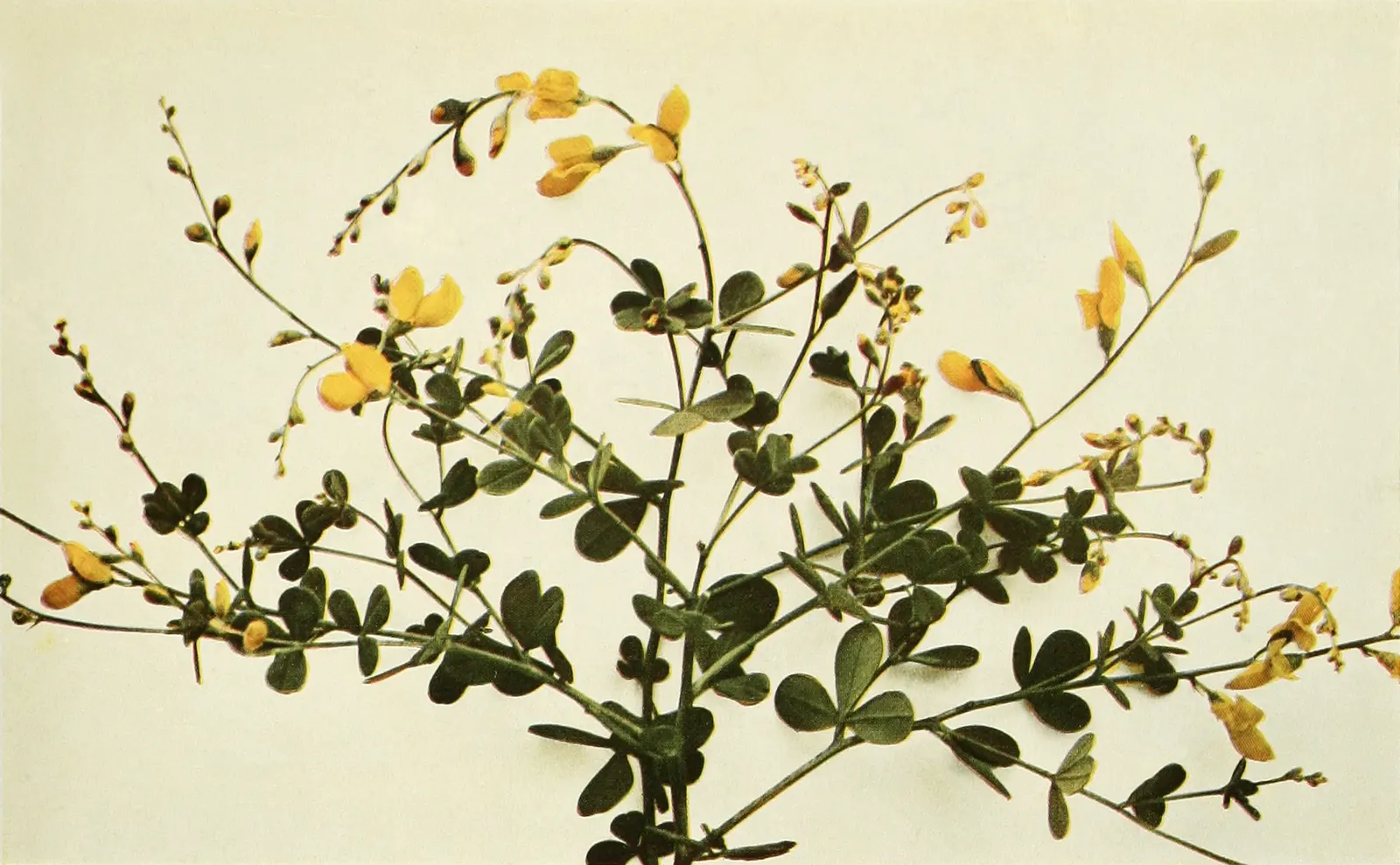 Yellow Wild Indigo (Baptisia Tinctoria) — ornate seed pods that turn black