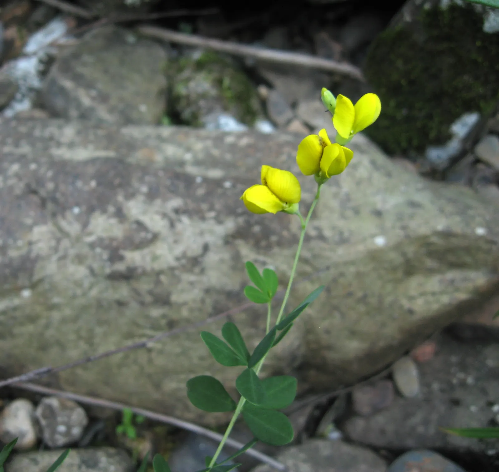 Yellow Wild Indigo (Baptisia Tinctoria) — contrasting against the fading foliage.<br><br>As a legume