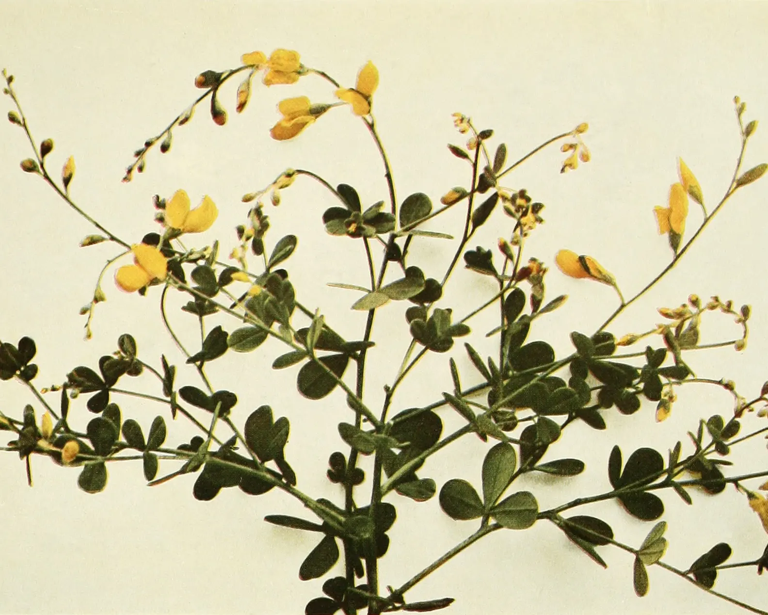 Yellow Wild Indigo (Baptisia Tinctoria) — Baptisia tinctoria is nitrogen-fixing