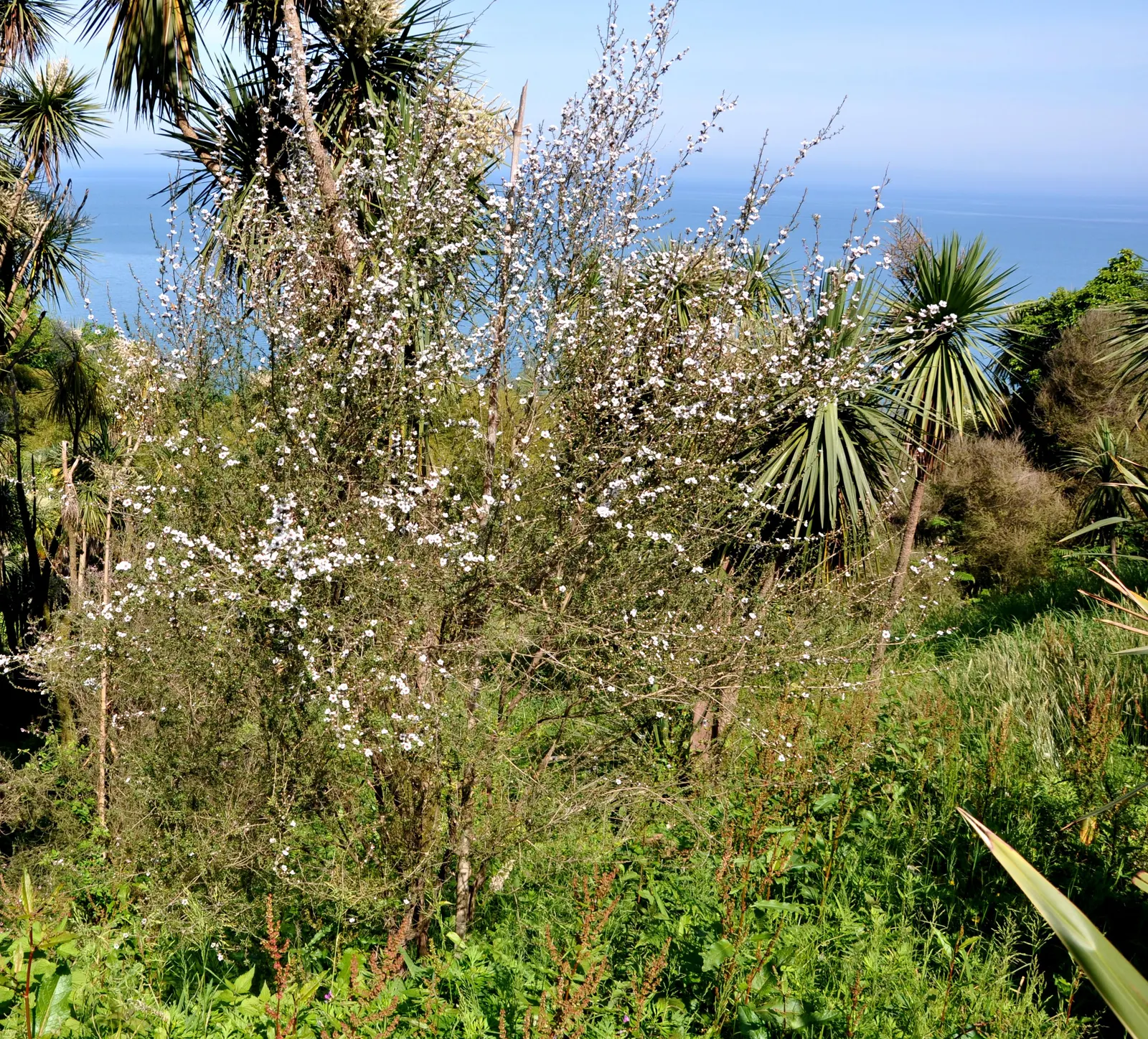 New Zealand Tea Tree, Manuka (Leptospermum Scoparium) — <br><br>Manuka typically ranges in height from 6.5 to 16 feet with a spread of 4 to 10, image 56