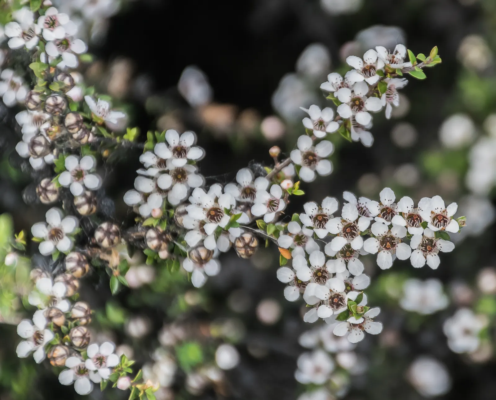 New Zealand Tea Tree, Manuka (Leptospermum Scoparium) — is an evergreen shrub reaching up to 16 feet tall; ideal for hedges or as a specimen