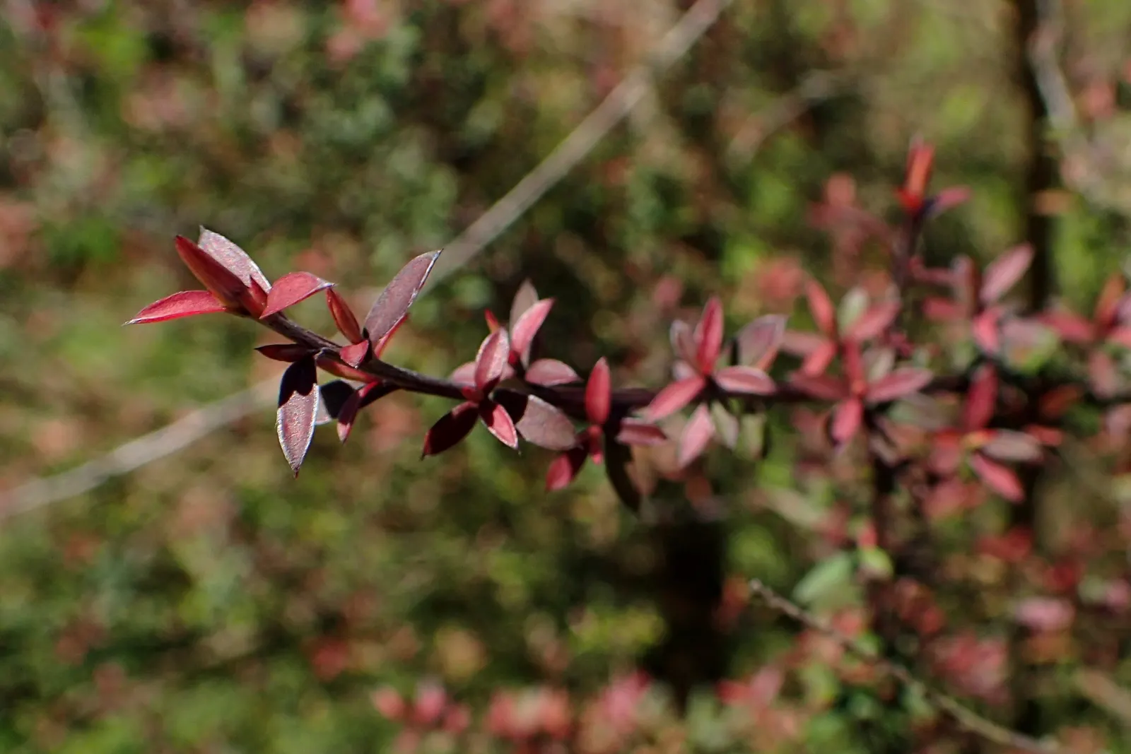 New Zealand Tea Tree, Manuka (Leptospermum Scoparium) — It boasts dense, needle-like leaves and spring blossoms in white or pink; enabling it to serve as a