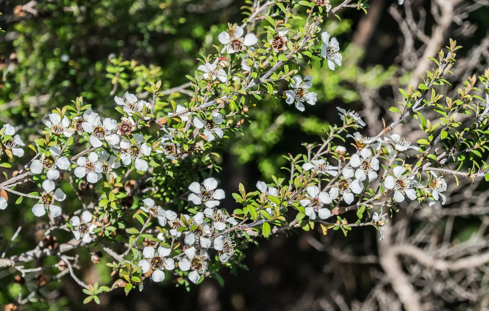 New Zealand Tea Tree, Manuka (Leptospermum Scoparium) — as bees use its flowers to produce the highly regarded Manuka honey
