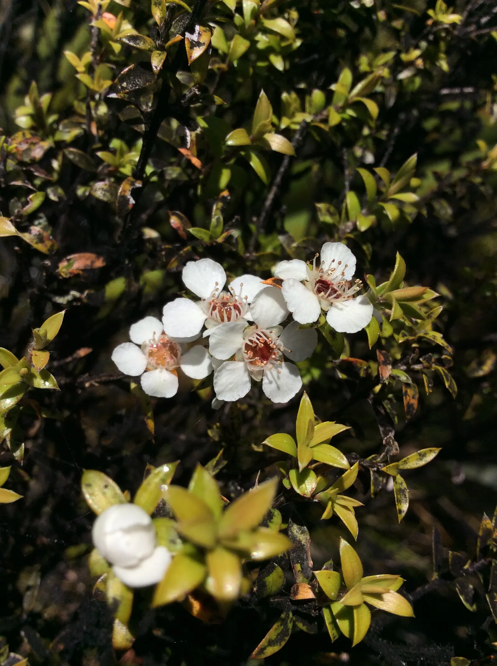 New Zealand Tea Tree, Manuka (Leptospermum Scoparium) — this tea tree requires minimal water once established and adds a distinct; needle-like, image 97