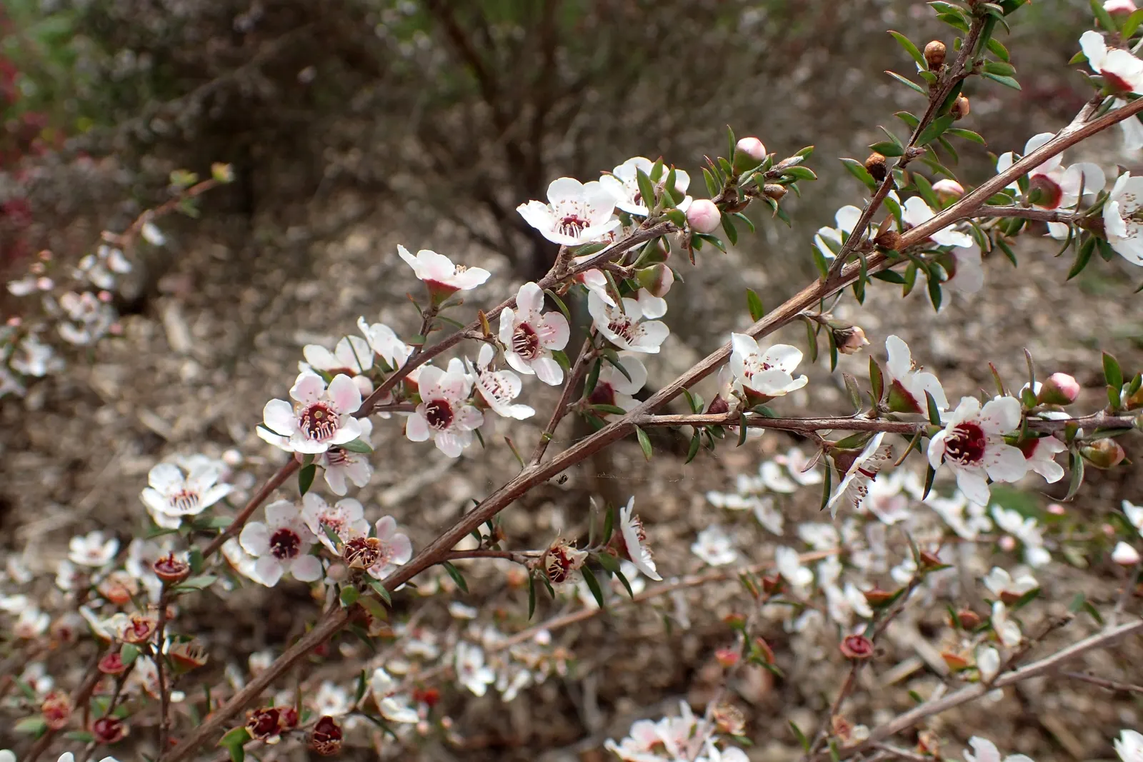 New Zealand Tea Tree, Manuka (Leptospermum Scoparium) — <br><br>Manuka typically ranges in height from 6.5 to 16 feet with a spread of 4 to 10, image 79