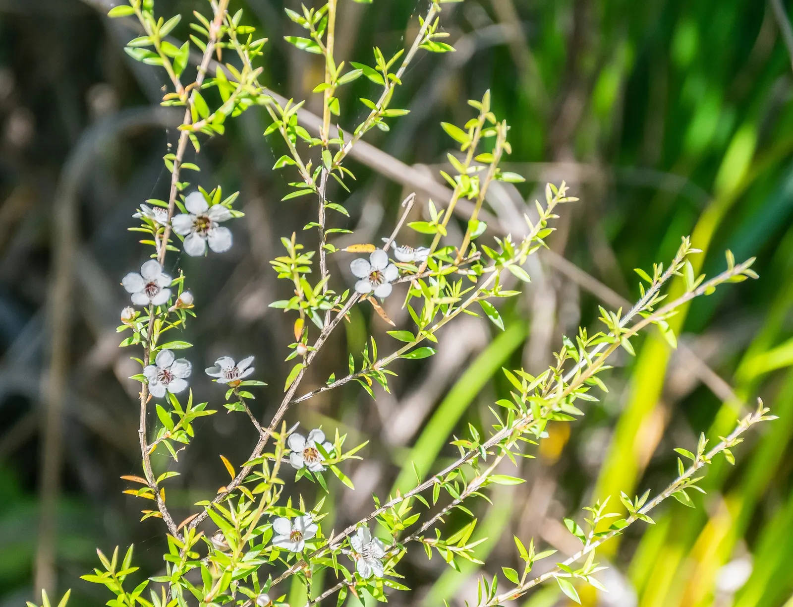 New Zealand Tea Tree, Manuka (Leptospermum Scoparium) — the Tea Tree is drought-tolerant; is an evergreen shrub reaching up to 16 feet tall