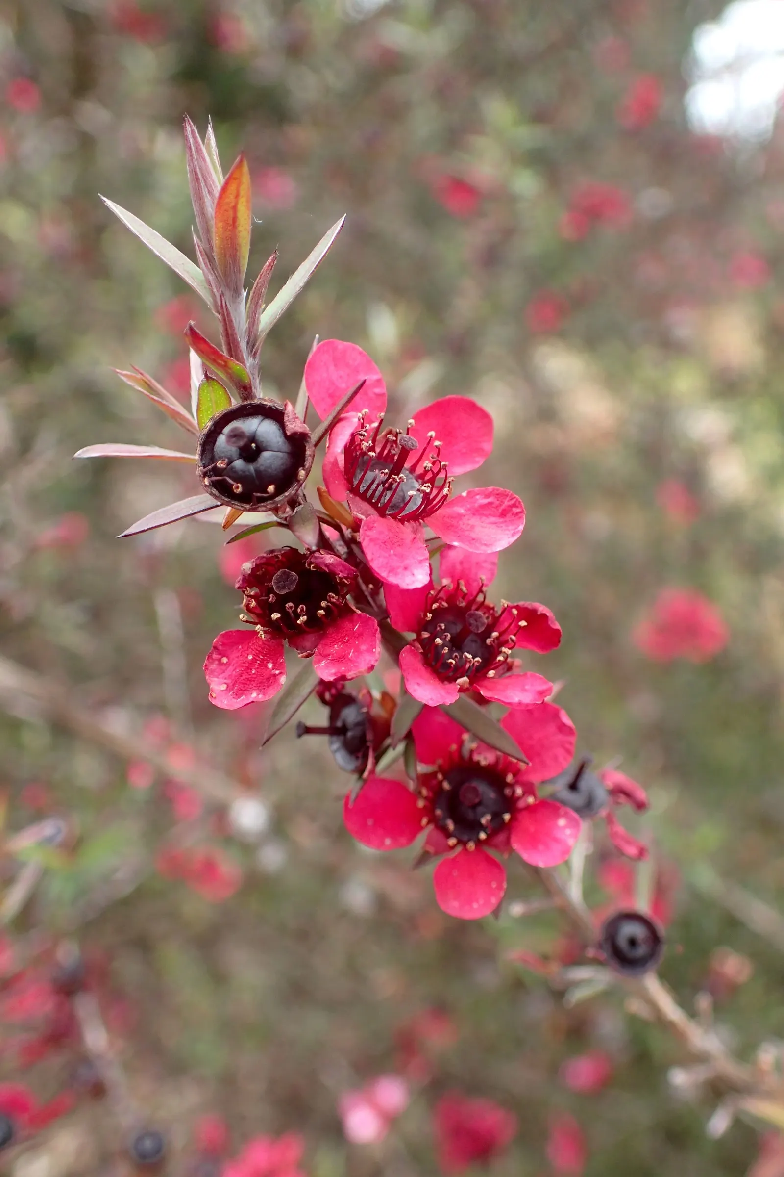 New Zealand Tea Tree, Manuka (Leptospermum Scoparium) — is an evergreen shrub reaching up to 16 feet tall; ideal for hedges or as a specimen, image 70