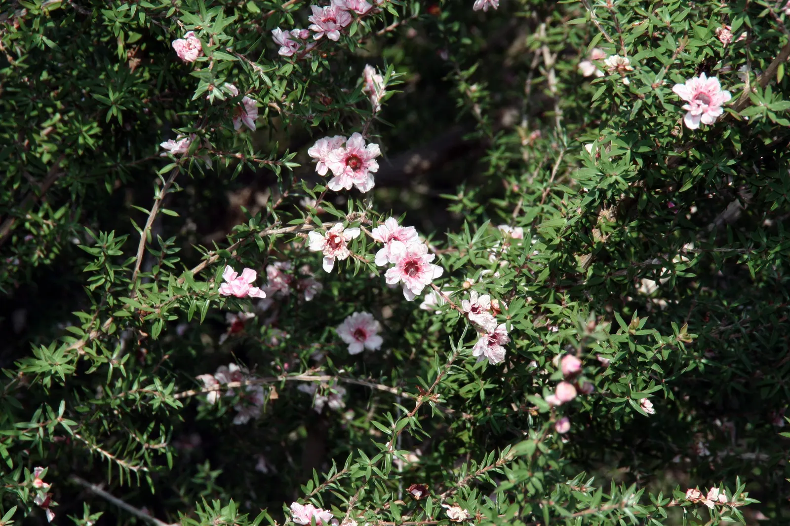 New Zealand Tea Tree, Manuka (Leptospermum Scoparium) — enabling it to serve as a stunning focal point or an elegant privacy screen; this tea tree requires