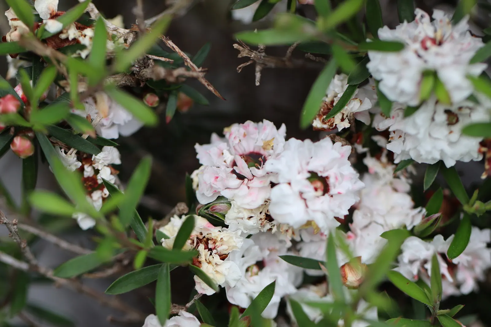 New Zealand Tea Tree, Manuka (Leptospermum Scoparium) — Manuka does prefer well-draining ground and thrives in full sunlight
