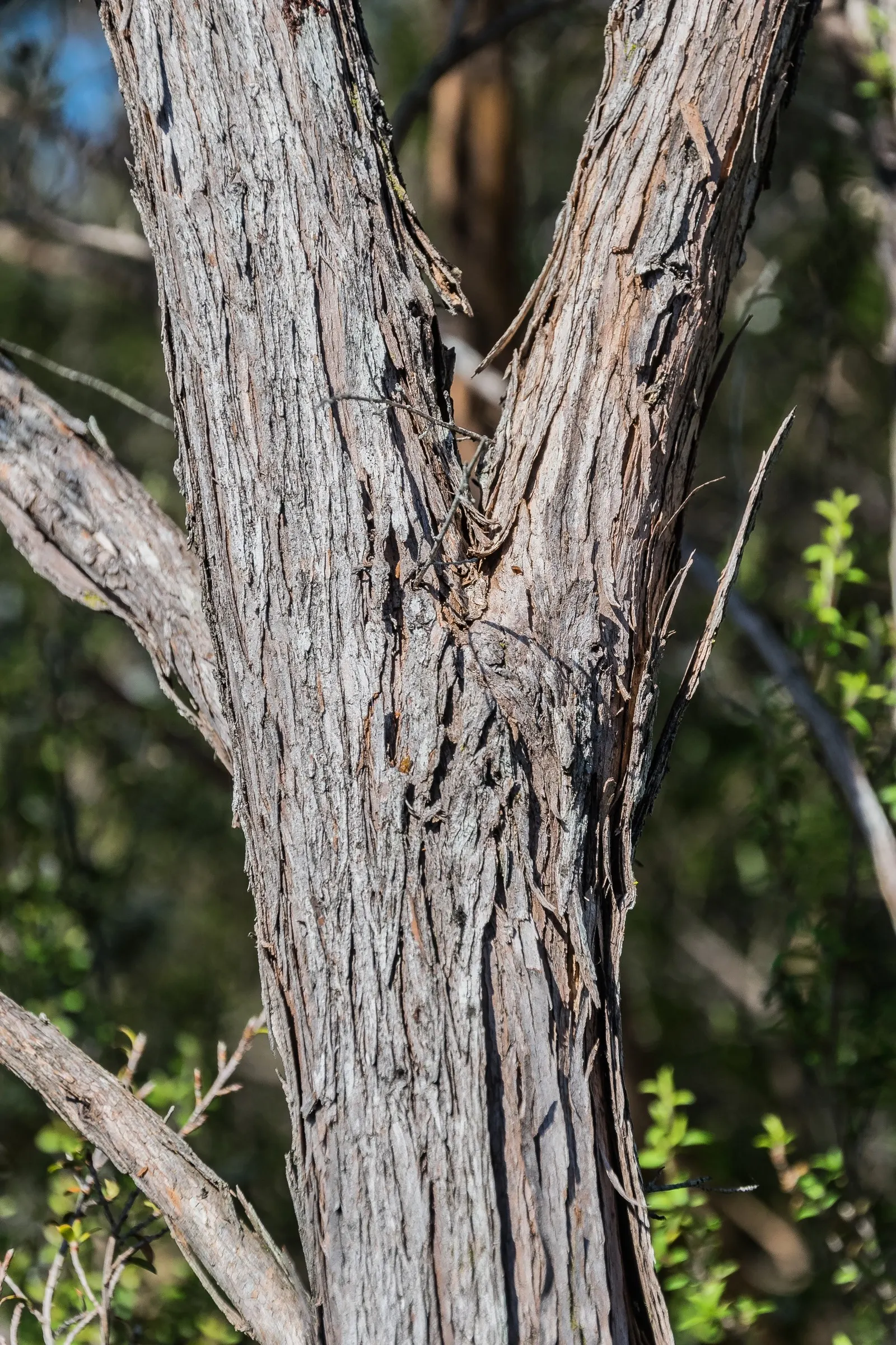 New Zealand Tea Tree, Manuka (Leptospermum Scoparium) — showcasing a palette of white; manuka serves a notable role in apiculture, image 105