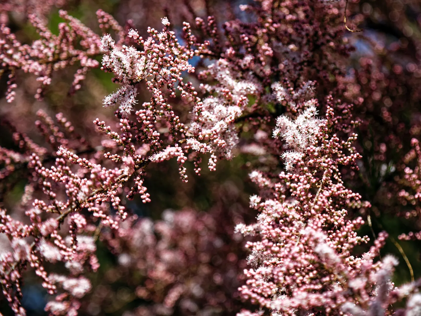 New Zealand Tea Tree, Manuka (Leptospermum Scoparium) — Ideal for hedges or as a specimen