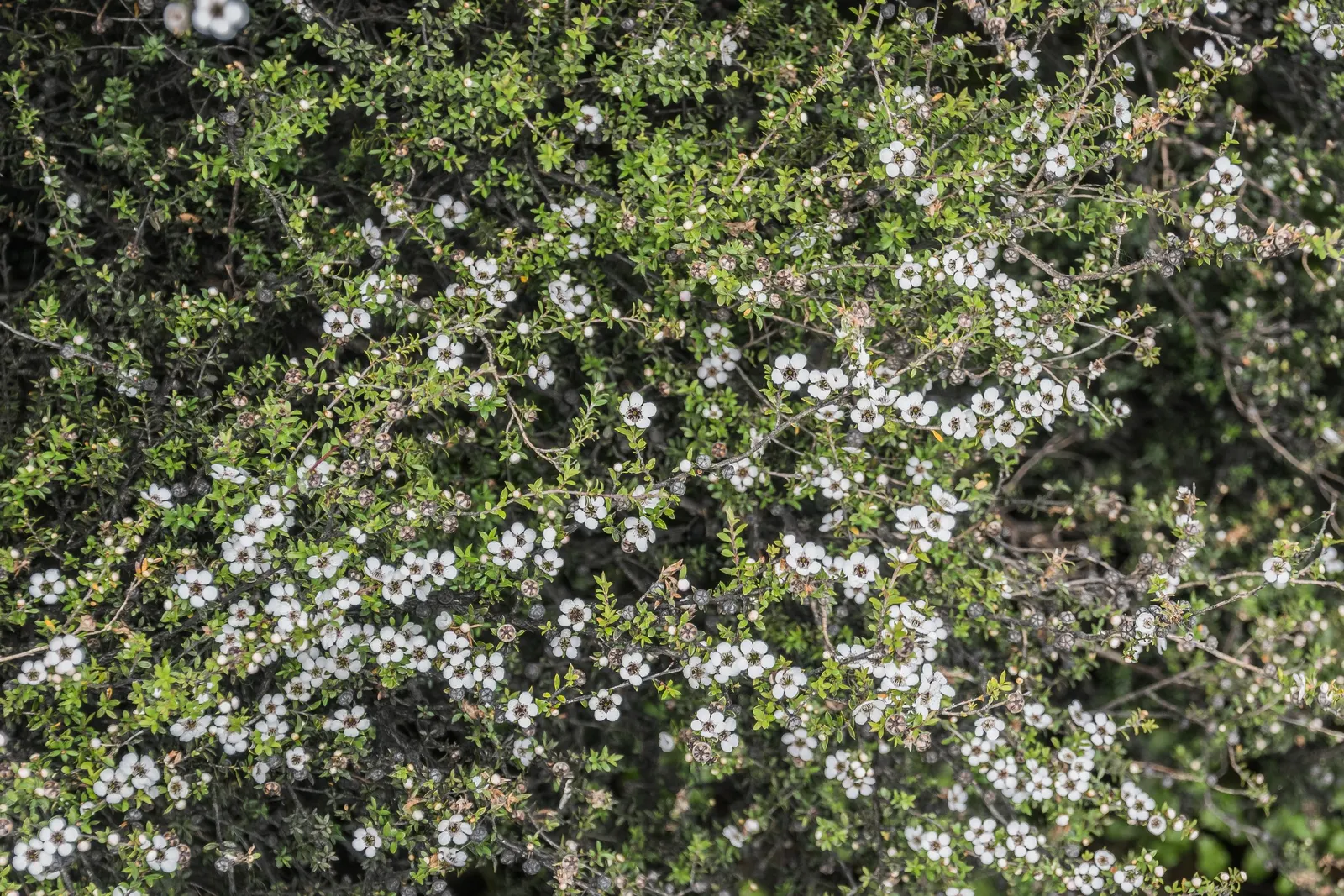 New Zealand Tea Tree, Manuka (Leptospermum Scoparium) — Manuka serves a notable role in apiculture; manuka does prefer well-draining ground and, image 65